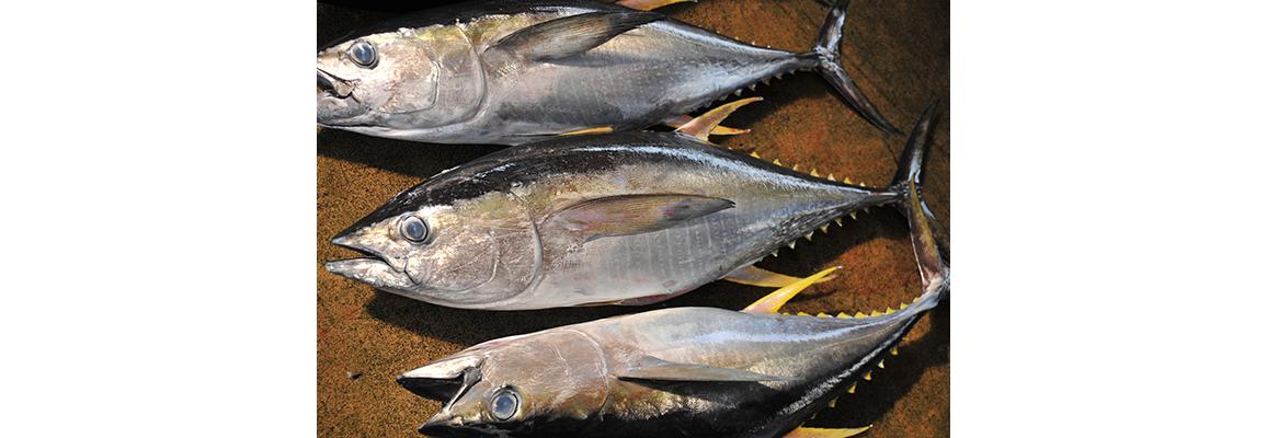 マグロのミンチ の名前って キハダマグロのたたきがカツオのたたきに負けない美味しさだった