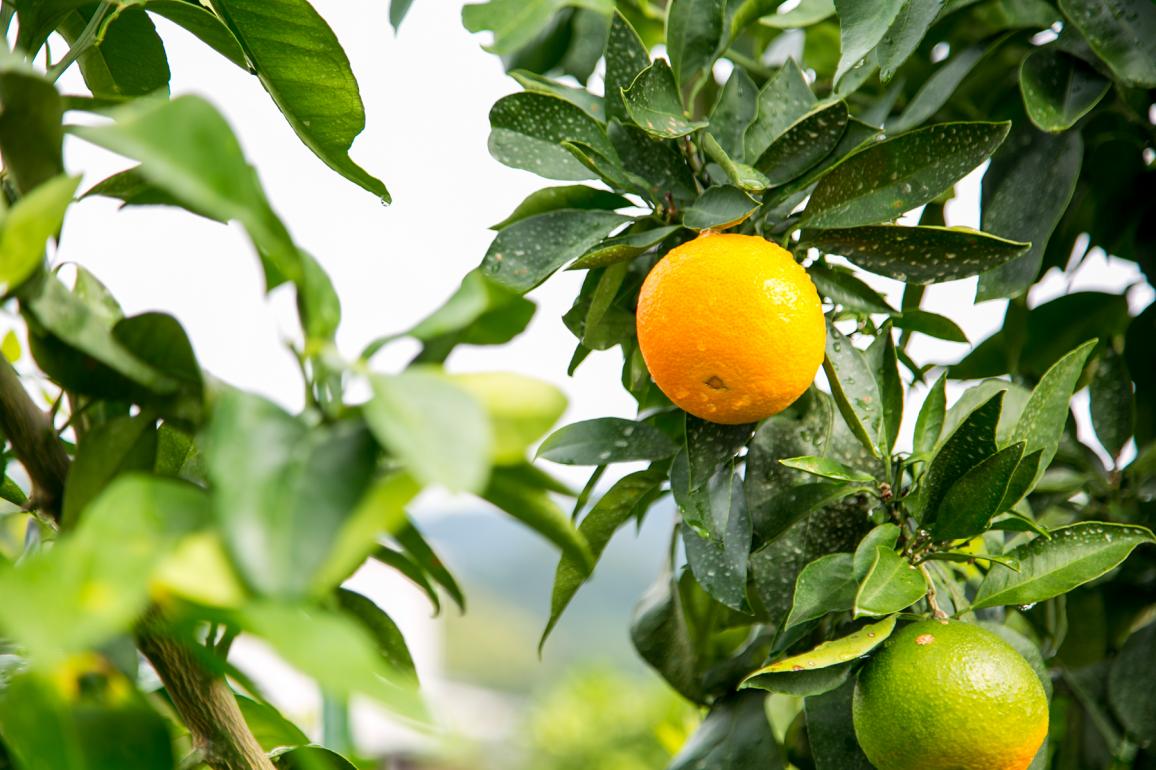 柑橘の美味しさを知り尽くした農家が作るみかんゼリー ぐるすぐり 情熱の目線