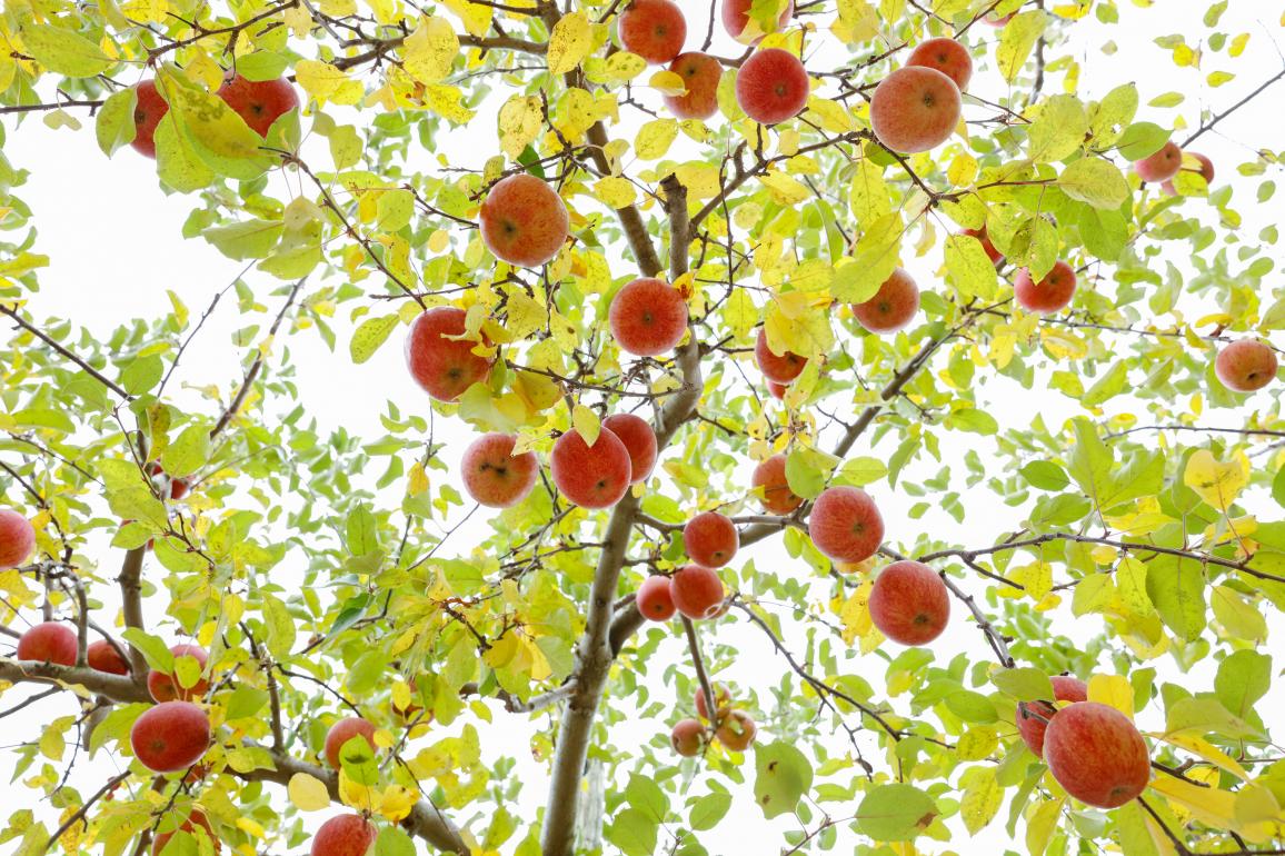 葉っぱはりんごの栄養の素 葉とらずりんご の美味しさを全国に届ける4代目の情熱 ぐるすぐり 情熱の目線
