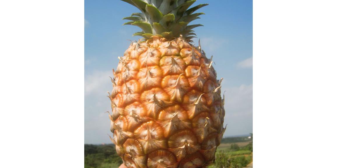 見つけた人はラッキー この時期にしか食べられないスーパーでは手に入らない 激レア フルーツ