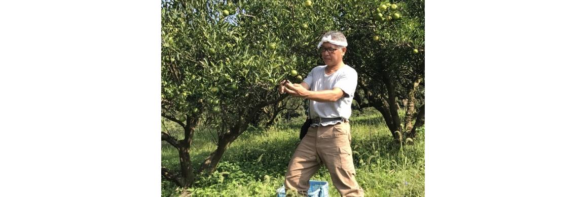 市場 ポン酢 有機へべす使用 無添加 200ml へべす だしぽん酢