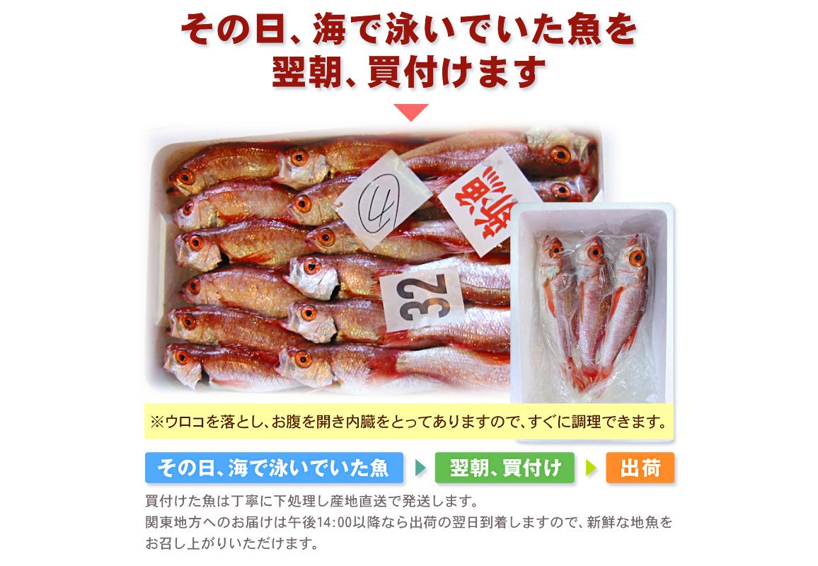 810円 【超目玉】 海鮮 のどぐろ 話題 高級魚 1尾80-100g ウロコ 内臓処理