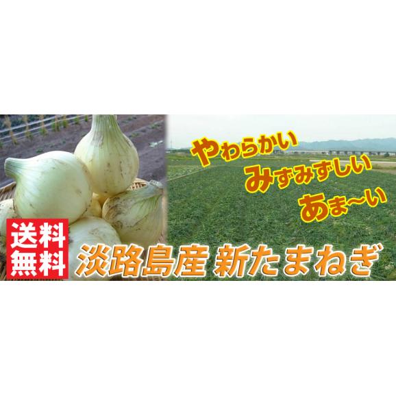 送料無料 有名飲食店 ホテル指名買いの 淡路島産新たまねぎ５kg 淡路産新たまねぎ 淡路産新玉ねぎ 淡路産新タマネギ 淡路産新玉葱 淡路島産新玉ねぎ 玉葱 兵庫県 お土産 節約 通販 健康の贈り物 淡路産直販店の通販 お取り寄せなら ぐるすぐり