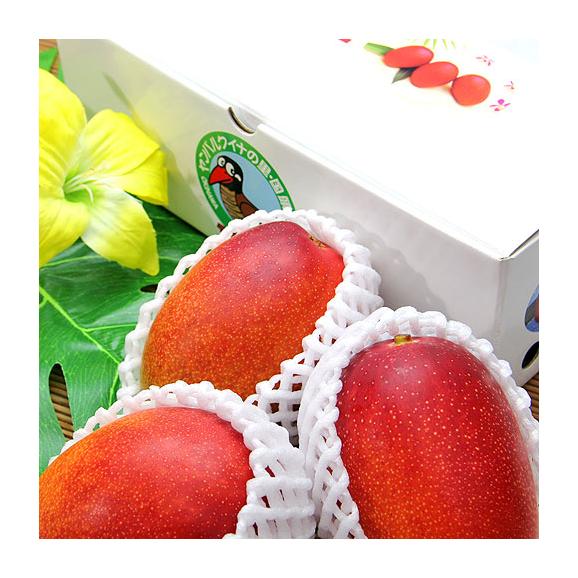 産地直送 沖縄アップルマンゴー 沖縄県国頭村産 特秀品 約1kg 2 3玉入り 送料無料 日本ロイヤルガストロ倶楽部の通販 お取り寄せなら ぐるすぐり