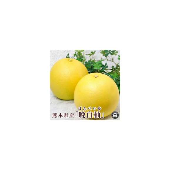 晩白柚 ばんぺいゆ 熊本県産 みかん L寸 2玉 化粧箱入り