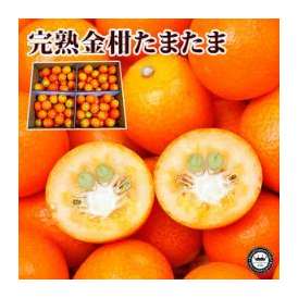 完熟 金柑 きんかん たまたま エクセレント 宮崎県産 きんかん 約1kg 2l寸 糖度18度以上 化粧箱入 日本ロイヤルガストロ倶楽部の通販 お取り寄せなら ぐるすぐり