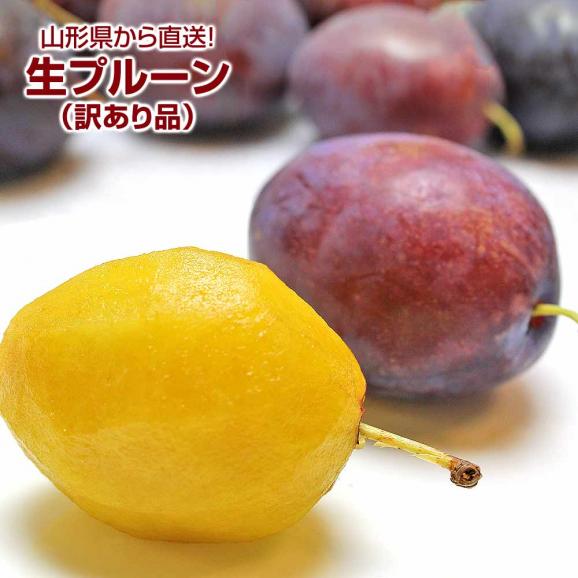 訳あり 生プルーン プレジデント 山形県産 約1kg 詰め合わせ 日本ロイヤルガストロ倶楽部の通販 お取り寄せなら ぐるすぐり