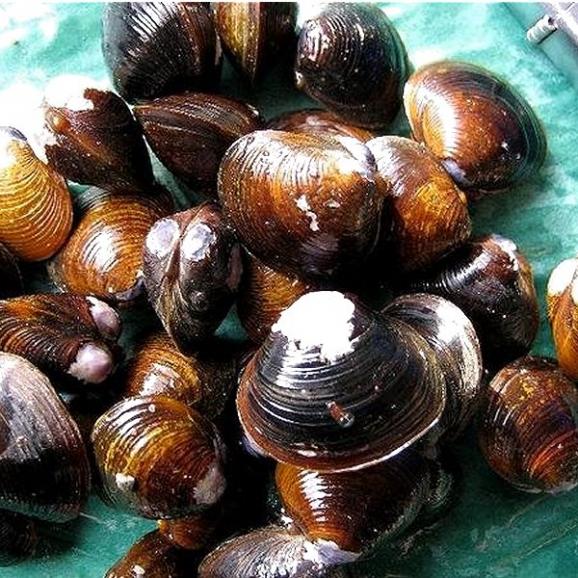 大和しじみ大1kg 冷凍 シジミ 蜆 貝 かい カイ しんじこ Ask Sanin 山陰境港の通販 お取り寄せなら ぐるすぐり