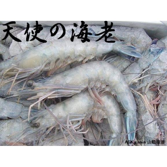 天使の海老1kg えび エビ エンジェル えんじぇる ニューカレドニア Ask Sanin 山陰境港の通販 お取り寄せなら ぐるすぐり