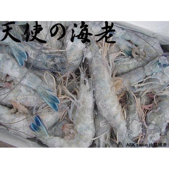 天使の海老1kg えび エビ エンジェル えんじぇる ニューカレドニア Ask Sanin 山陰境港の通販 お取り寄せなら ぐるすぐり