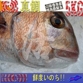 天然物真鯛4～5kg 　たい　タイ　