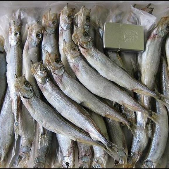 ししゃも100尾入り1kg シシャモ 柳葉魚 Ask Sanin 山陰境港の通販 お取り寄せなら ぐるすぐり