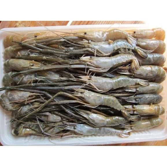 手長海老 川エビ 500g えび テナガエビ てながえび Ask Sanin 山陰境港の通販 お取り寄せなら ぐるすぐり