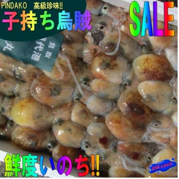 ピンダコ3kg 冷凍 みみいか ミミイカ 烏賊 Ask Sanin 山陰境港の通販 お取り寄せなら ぐるすぐり