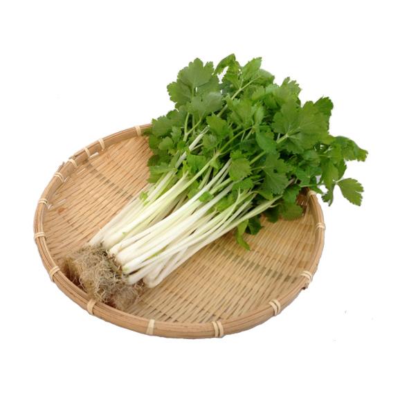 セロリ さわやかな香りとクセのない食味のミニホワイトセロリ Kg 静岡県産水耕栽培 ビッグヤード 農業生産法人 ビッグヤード株式会社への注文 仕入なら ぐるなび仕入モール