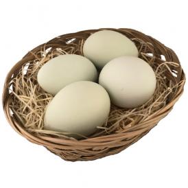 【鶏卵】新鮮こだわりたまご 希少鶏 幸せの青い卵 アローカナたまご 10個パック＜静岡県産＞ビッグヤード