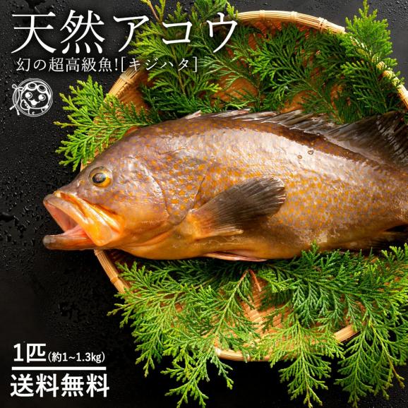 鮮魚 直送 アコウ キジハタ 生 1尾 約 1kg 1 3kg 幻の超高級魚 天然 香川県産 冷蔵 送料無料 ぼくの玉手箱屋ーの通販 お取り寄せなら ぐるすぐり