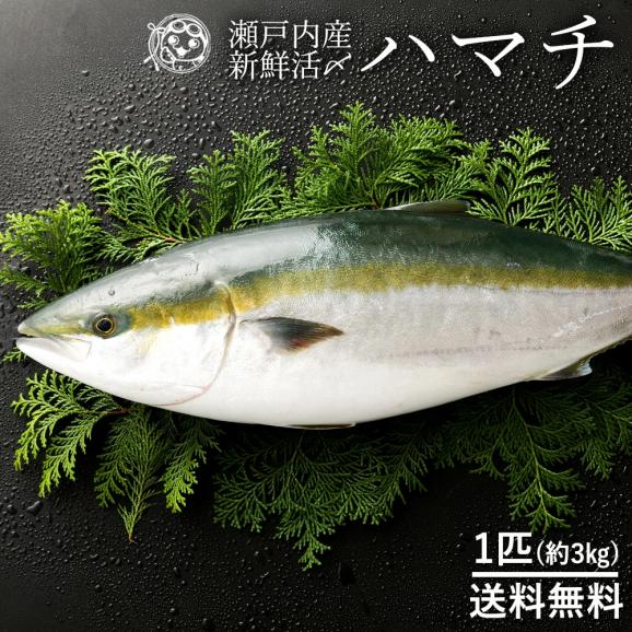 ハマチ はまち 生 1尾 約3kg 香川 愛媛県産 養殖 神経抜き 冷蔵 送料無料 ぼくの玉手箱屋ーの通販 お取り寄せなら ぐるすぐり