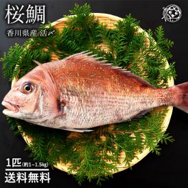 天然真鯛 マダイ 桜鯛 瀬戸内海産 約 1kg〜1.5kg 神経抜き 真鯛 送料無料