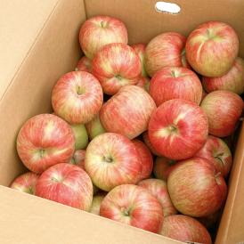 【業務用】りんご　１０kg　S〜Lサイズ　紅玉、ふじ、昂林　山形県他