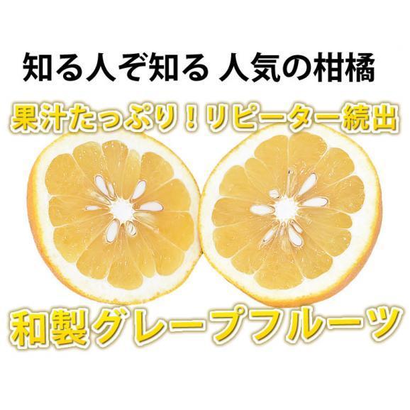 河内晩柑 みかん 送料無料 秀品 5kg M～2L 和製グレープフルーツ 熊本県産 ジューシーオレンジ 美生柑