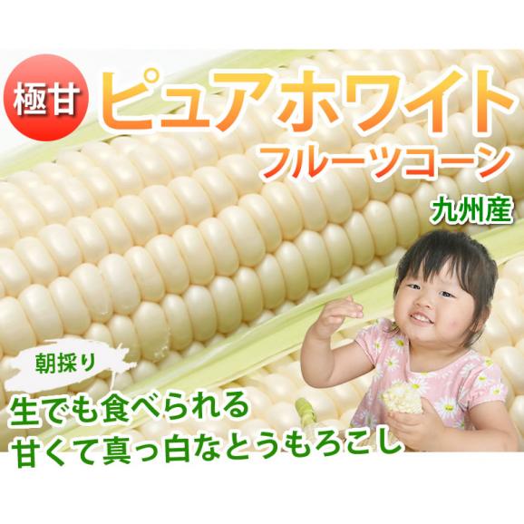 とうもろこし ピュアホワイト 送料無料 約4kg 10 13本入り 九州産 白いとうもろこし 極甘フルーツコーン スイートコーン 雪の妖精 Foody Sの通販 お取り寄せなら ぐるすぐり