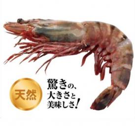 【エビ】皇帝の海老 有頭天然シータイガー 150/180g 冷凍 加熱用 ミャンマー フジ物産