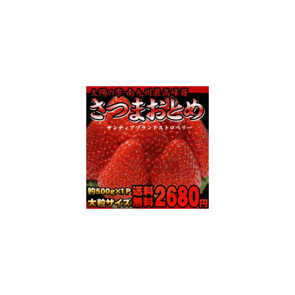 送料無料 サンティア さつまおとめ 苺 大粒サイズ 500g 1パック 南九州を代表する高糖度イチゴ太陽の雫と言われる南国が育てた最高級品質の苺を限定販売 九州 ブランド イチゴ タマチャンショップの通販 お取り寄せなら ぐるすぐり