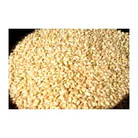 国産玄米の真の実力！発芽玄米５００ｇ(宮崎産)量もたっぷり！