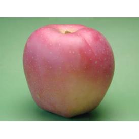 【数量限定】印度りんご約3kg【送料無料（沖縄は1000円】