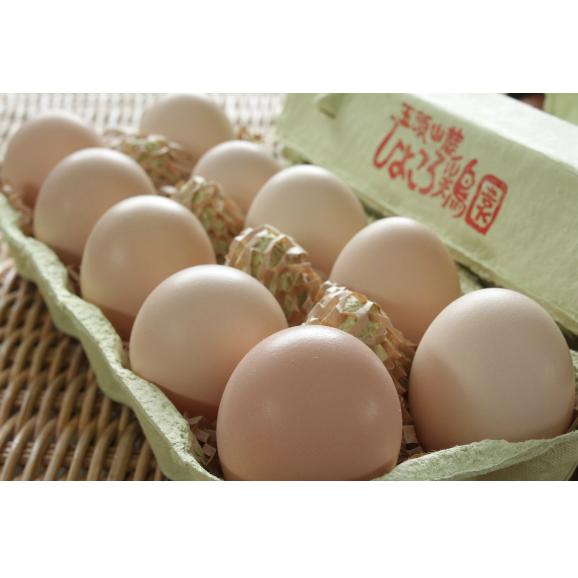 平飼い無添加飼料で育む烏骨鶏の有精卵 個 五頭山麓ひよころ鶏園の通販 お取り寄せなら ぐるすぐり