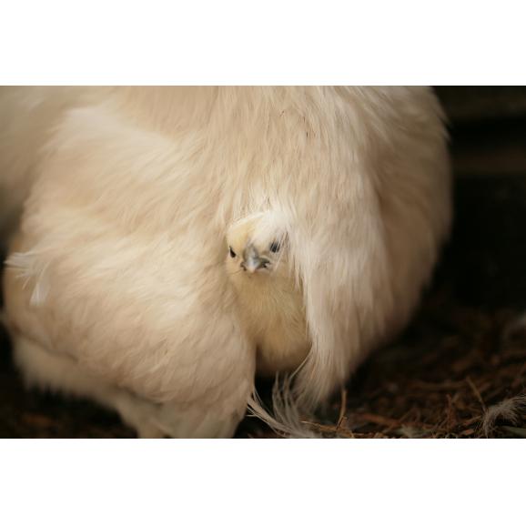 平飼い無添加飼料で育む烏骨鶏の有精卵 個 五頭山麓ひよころ鶏園の通販 お取り寄せなら ぐるすぐり