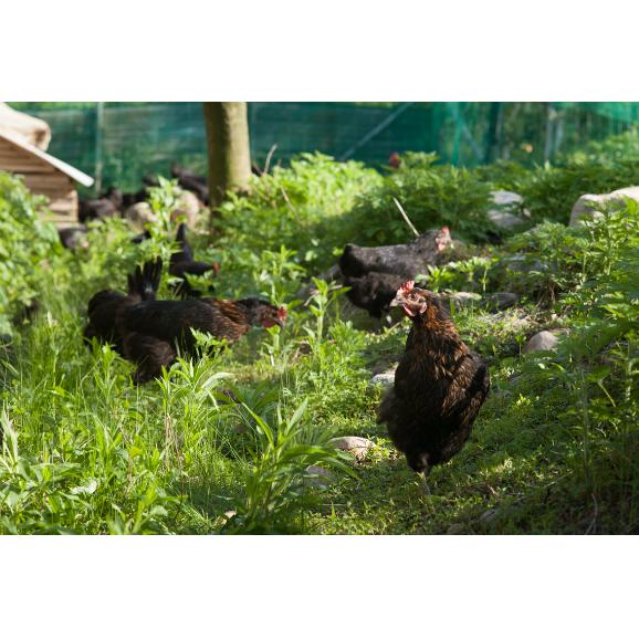 平飼い無添加飼料で育むにいがた地鶏の有精卵個入 五頭山麓ひよころ鶏園の通販 お取り寄せなら ぐるすぐり