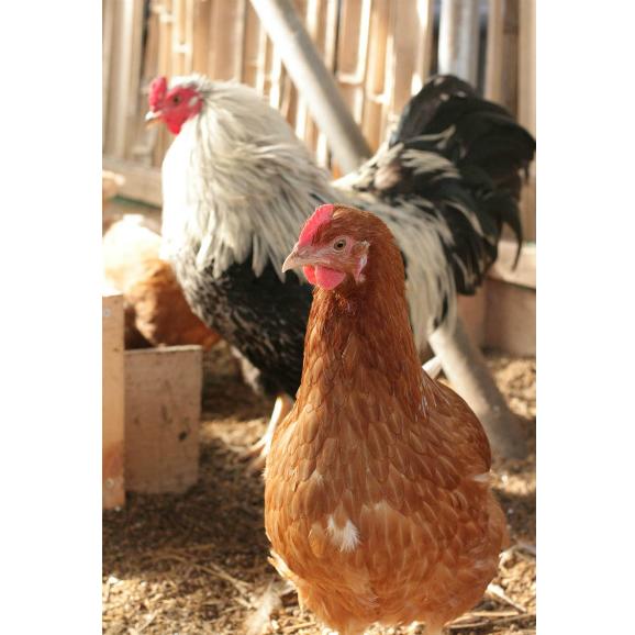 平飼い無添加飼料で育む国産赤鶏あずさの有精卵 個 五頭山麓ひよころ鶏園の通販 お取り寄せなら ぐるすぐり 平飼い無添加飼料で育む国産赤鶏あずさの有精卵 個 五頭山麓ひよころ鶏園の通販 お取り寄せなら ぐるすぐり