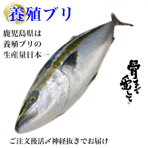 ブリ 養殖ブリ丸々1匹 冷蔵 日本 鹿児島県 骨まで愛して目利きの山実水産 骨まで愛して目利きの山実水産への注文 仕入なら ぐるなび仕入モール