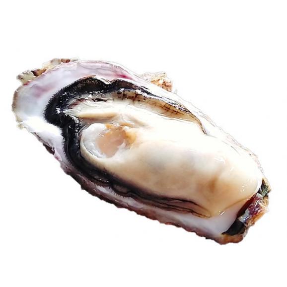 牡蠣 生食用 女川ブランドかき大将 Lサイズ10個 冷蔵 宮城県産 貝船 山岸丸 貝船 山岸丸への注文 仕入なら ぐるなび仕入モール