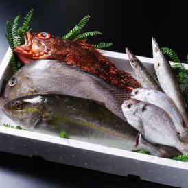 《高級魚》季節のおまかせ鮮魚セット（1～2種）（3枚おろしまで無料対応可）