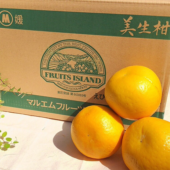 樹に成るゼリー 美生柑 国産の果物を売っている八百屋ですの通販 お取り寄せなら ぐるすぐり 樹に成るゼリー 美生柑 国産の果物を売っている八百屋ですの通販 お取り寄せなら ぐるすぐり