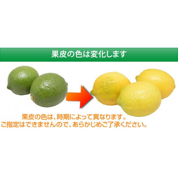 希少な国産レモン！ 熊本県三角産レモン 5kg02