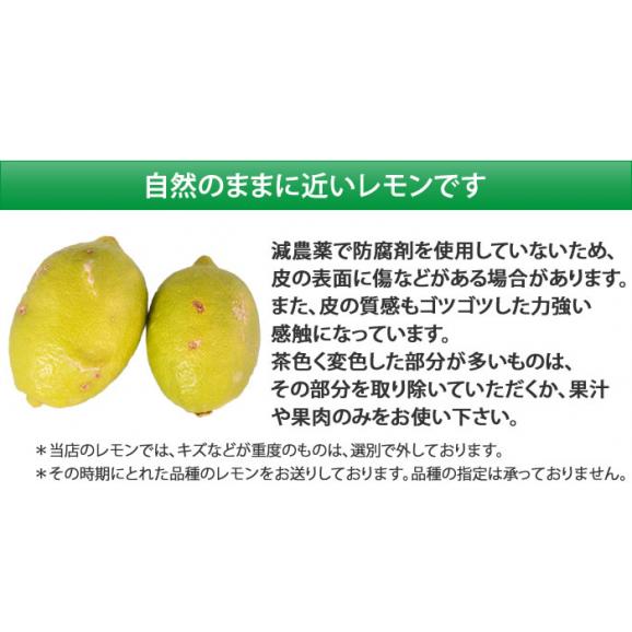 希少な国産レモン！ 熊本県三角産レモン 5kg04