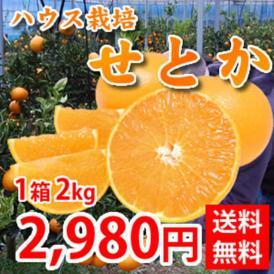 せとか 送料無料 希少品種 柑橘の女王 ハウス栽培 熊本県三角産  秀品2kg入