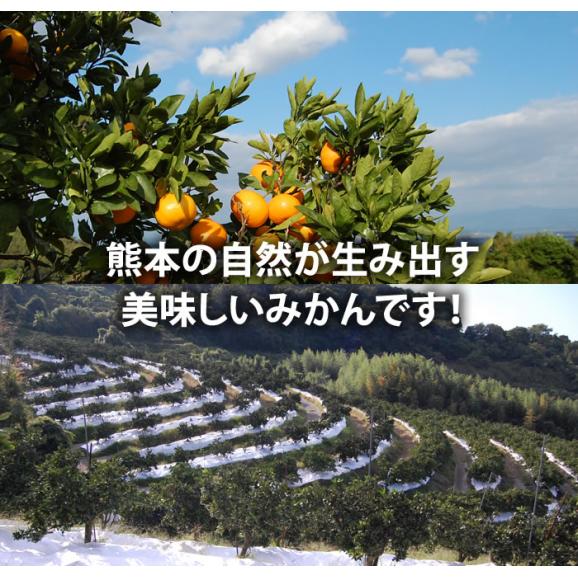 みかん 夢の恵 約2kg 1 8kg ２kg前後 熊本県産 送料無料 赤秀品 光センサー選果 夢未来 熊本グルメ市場の通販 お取り寄せなら ぐるすぐり