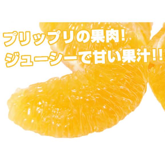デコポン ハウス栽培 優品 熊本県産 約2 0kg 光センサー選果 東北 0円 北海道400円 沖縄 離島1000円の追加送料 熊本グルメ市場の通販 お取り寄せなら ぐるすぐり
