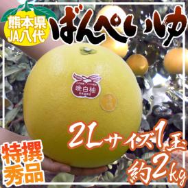 熊本県八代特産 ”晩白柚” ばんぺいゆ 秀品 2Lサイズ 約2kg【予約 12月以降】