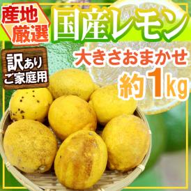 ”完熟国産レモン” 訳あり 約1kg 大きさおまかせ 産地厳選【予約 8月以降】 送料無料