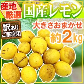 ”完熟国産レモン” 訳あり 約2kg 大きさおまかせ 産地厳選【予約 8月以降】 送料無料