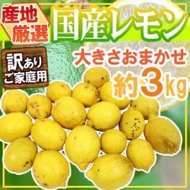 ”完熟国産レモン” 訳あり 約3kg 大きさおまかせ 産地厳選【予約 8月以降】 送料無料
