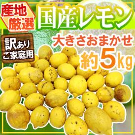 ”完熟国産レモン” 訳あり 約5kg 大きさおまかせ 産地厳選【予約 8月以降】 送料無料