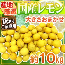 ”完熟国産レモン” 訳あり 約10kg 大きさおまかせ 産地厳選【予約 8月以降】 送料無料