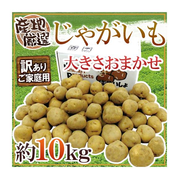 送料無料 じゃがいも 訳あり 約10kg 大きさおまかせ 産地厳選 くらし快援隊の通販 お取り寄せなら ぐるすぐり
